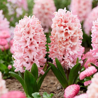 Baby Pink Hyacinth Flower seeds for Planting - Shade Tolerant, Heirloom & GMO Free Seeds for Home Garden