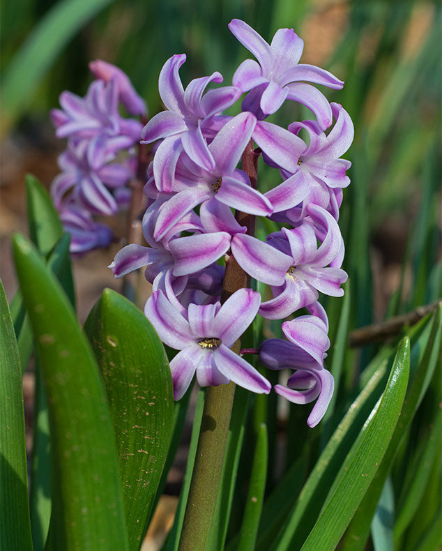 Hyacinths Flower seeds for Planting Compact Growth Heirloom & GMO Free Seeds for Home Garden 
 
 Sale