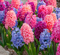 Hyacinthus Flower seeds for Planting Garden Favorite Heirloom & GMO Free Seeds for Home Garden
 
 Sale