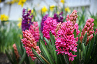 Hyacinthus Flower Seeds - Planting Seeds for Colorful Blooms