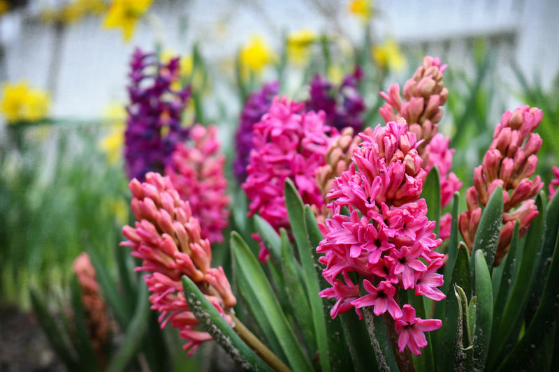 Hyacinthus Flower Seeds - Planting Seeds for Colorful Blooms