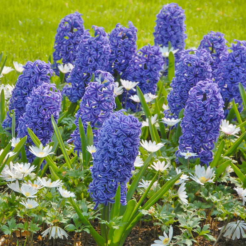 Blue Hyacinth Flower seeds for Planting - Cut Flower Favorite, Heirloom & GMO Free Seeds for Home Garden