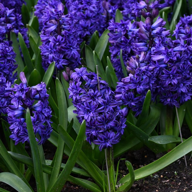 Deep Blue Hyacinthus Orientalis Flower seeds for Planting - Vibrant Colors, Heirloom & GMO Free Seeds for Home Garden