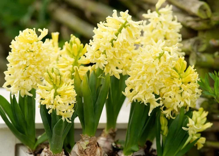 Yellow Hyacinthus Orientalis Flower seeds for Planting Perfect for Borders Heirloom & GMO Free Seeds for Home Garden 
 
 Sale
