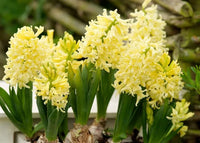 Yellow Hyacinthus Orientalis Flower seeds for Planting Perfect for Borders Heirloom & GMO Free Seeds for Home Garden 
 
 Sale