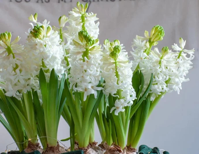 White Hyacinthus Orientalis Flower seeds for Planting Low Maintenance Heirloom & GMO Free Seeds for Home Garden
 
 Sale