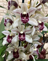 White Violet Cymbidium Flower seeds for Planting - Vibrant Colors, Heirloom & GMO Free Seeds for Home Garden