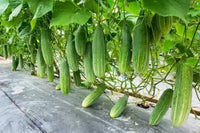 Hybrid cucumber seeds high-yield garden variety