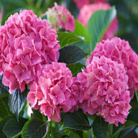 Light Pink Hydrangea Flower seeds for Planting Hardy Variety Heirloom & GMO Free Seeds for Home Garden 
 
 Sale