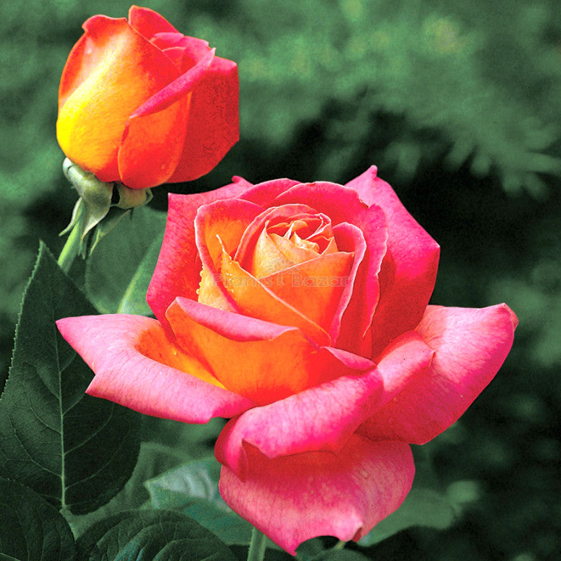 Pink and Yellow Rose Non-GMO Heirloom Garden Seeds Flower seeds for Planting - Pollinator Friendly, Heirloom & GMO Free Seeds for Home Garden
