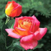 Pink and Yellow Rose Non-GMO Heirloom Garden Seeds Flower seeds for Planting - Pollinator Friendly, Heirloom & GMO Free Seeds for Home Garden