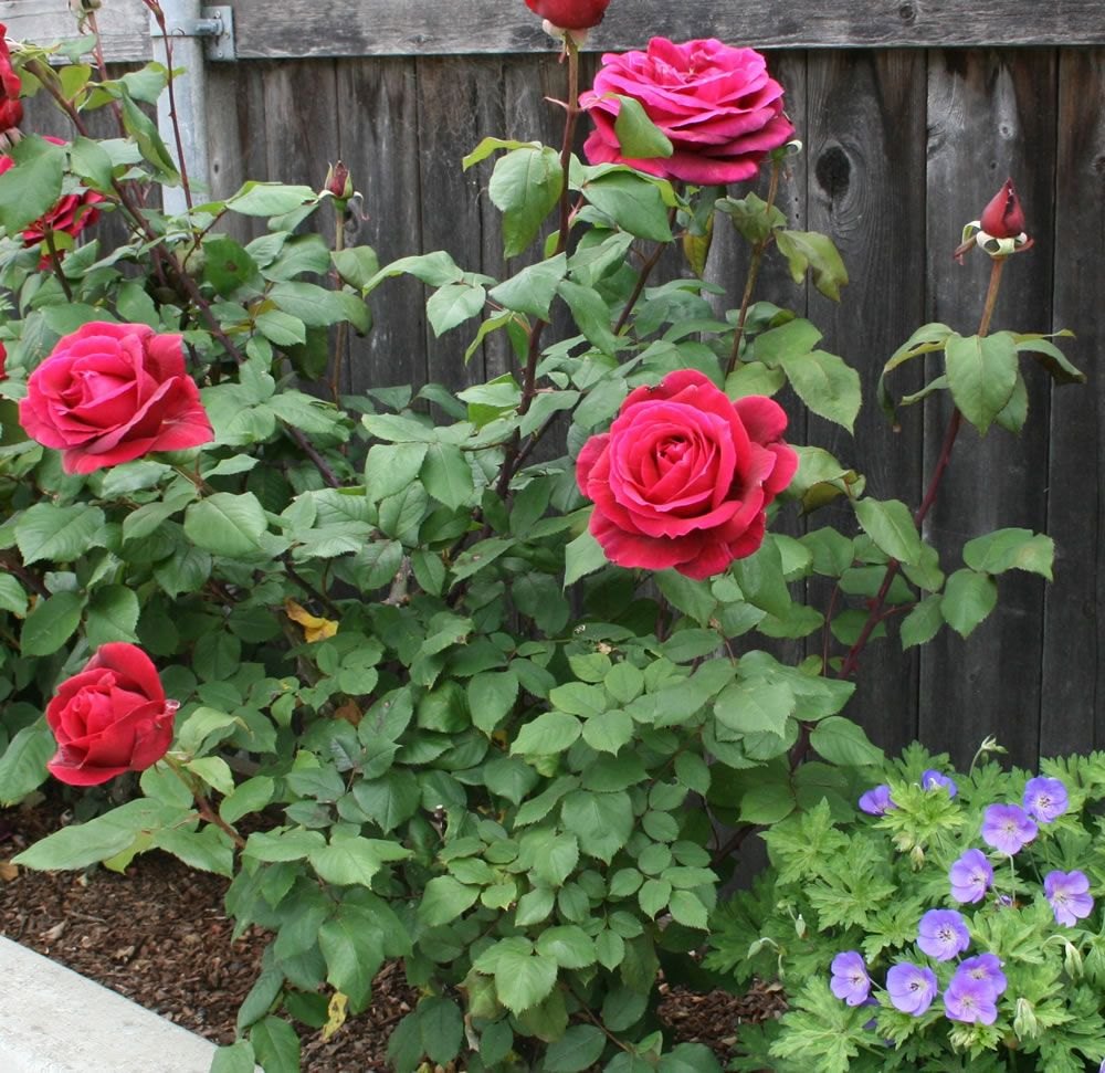 Hybrid Tea Rose Flower seeds for Planting Low Maintenance Heirloom & GMO Free Seeds for Home Garden