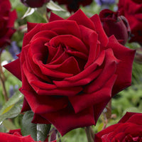 Hybrid Tea Rose Flower seeds for Planting Low Maintenance Heirloom & GMO Free Seeds for Home Garden