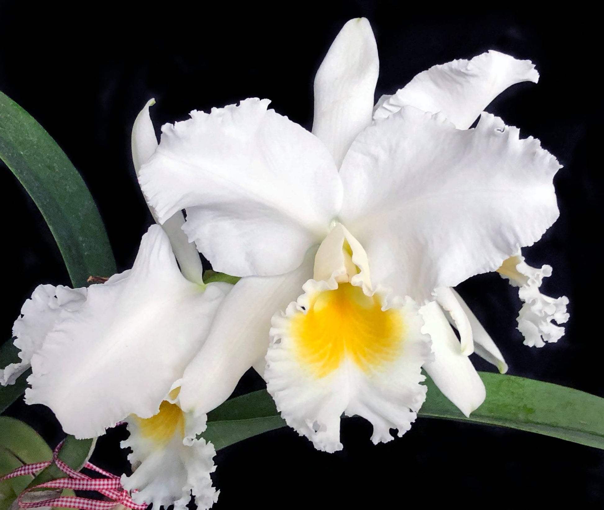 White Pink Cattleya Hybrida Flower Seeds for Planting  Seed for Elegant and Vibrant Blooms