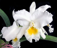 White Pink Cattleya Hybrida Flower Seeds for Planting  Seed for Elegant and Vibrant Blooms