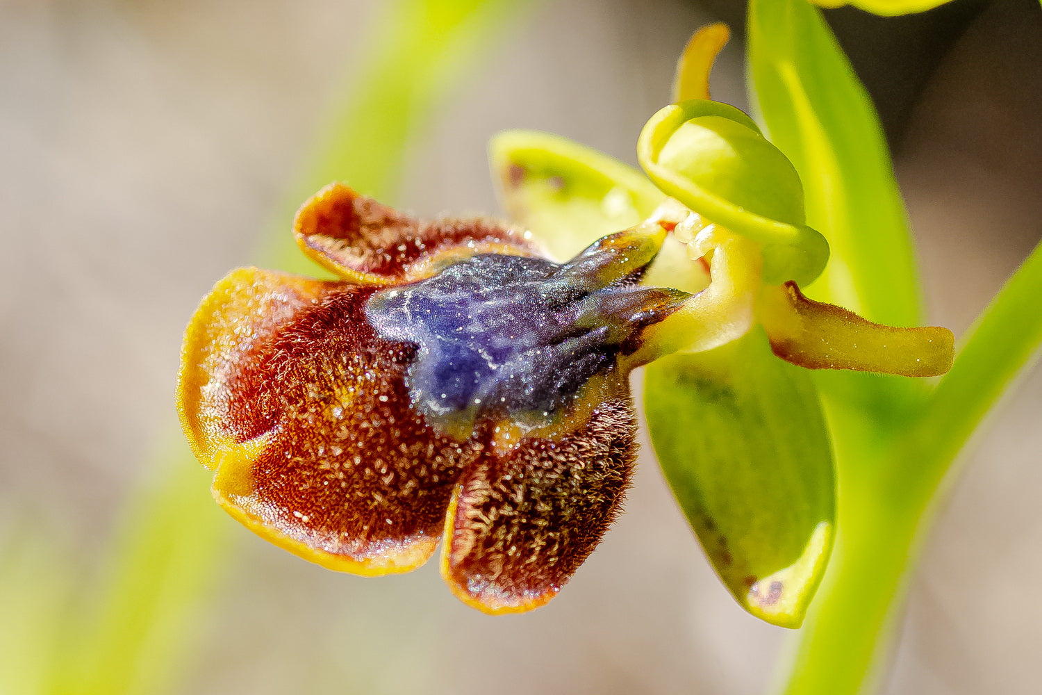 Mixed Ophrys Speculum Seeds for Planting