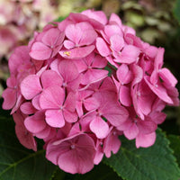 Hydrangea Flower seeds for Planting Bright Blooms Heirloom & GMO Free Seeds for Home Garden 
 
 Sale