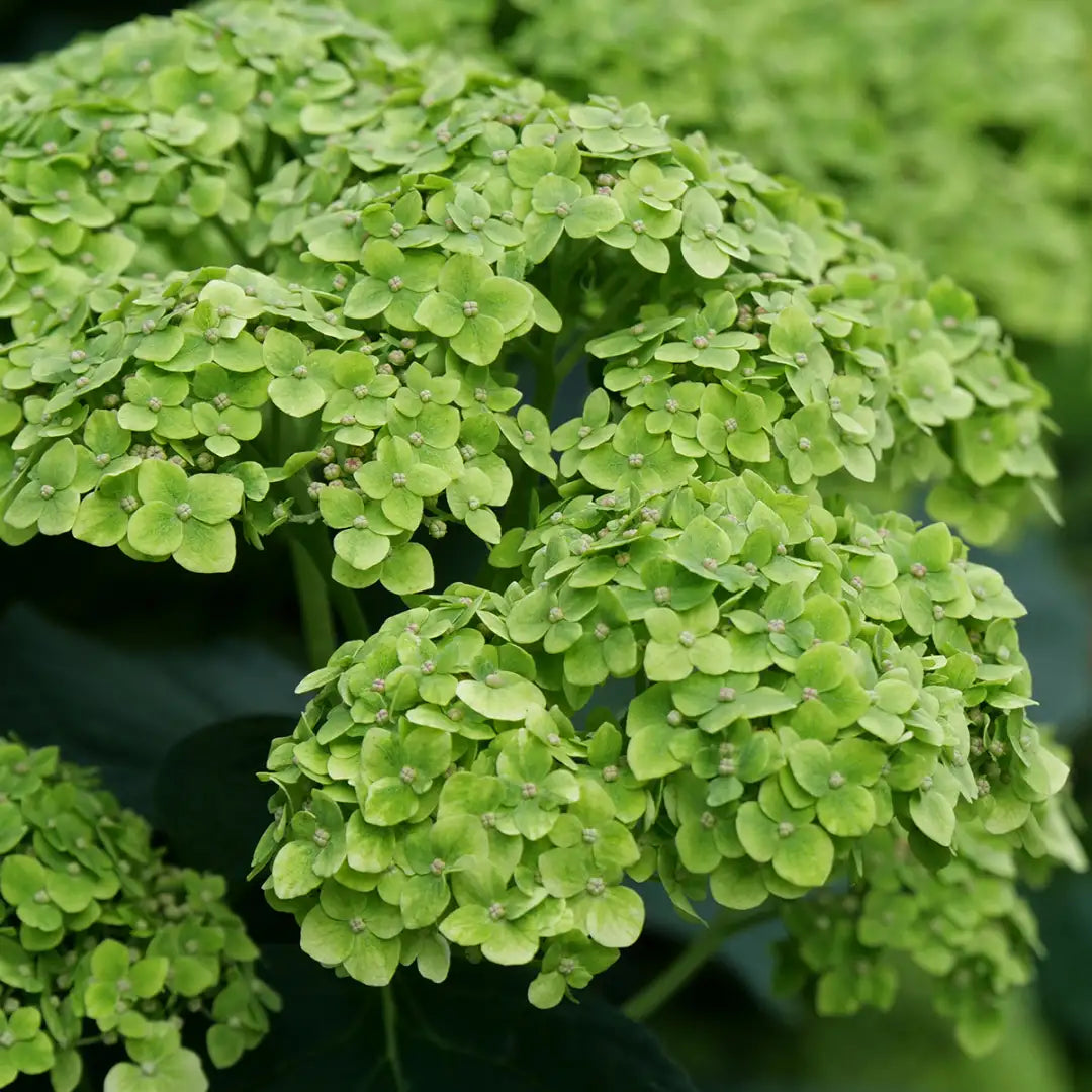 Thick Green Hydrangea Flower Seeds for Easy Planting