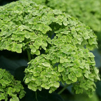 Thick Green Hydrangea Flower Seeds for Easy Planting
