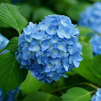Hydrangea Flower seeds for Planting Wildflower Mix Heirloom & GMO Free Seeds for Home Garden