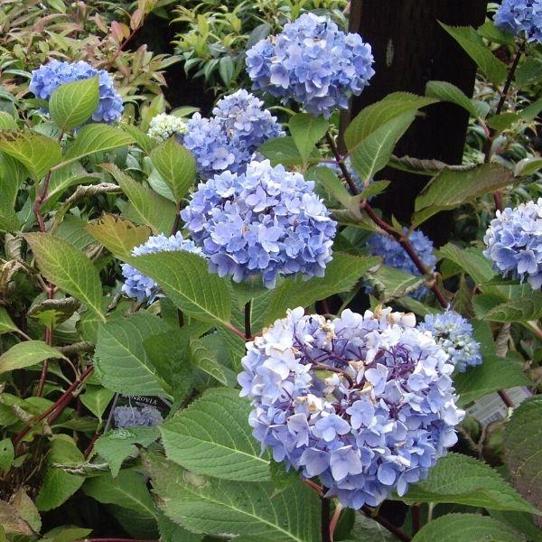 Enchantress Flower seeds for Planting - Colorful Display, Heirloom & GMO Free Seeds for Home Garden