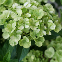Hydrangea Light Green Flower seeds for Planting - Long Bloom Season, Heirloom & GMO Free Seeds for Home Garden