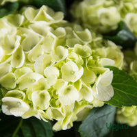 Yellow Hydrangea Flower seeds for Planting Perfect for Borders Heirloom & GMO Free Seeds for Home Garden 
 
 Sale
