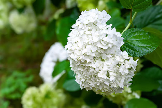 Seaside Serenade Bar Harbor Hydrangea Flower seeds for Planting - Fragrant Blossoms, Heirloom & GMO Free Seeds for Home Garden