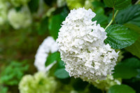 Seaside Serenade Bar Harbor Hydrangea Flower seeds for Planting - Fragrant Blossoms, Heirloom & GMO Free Seeds for Home Garden