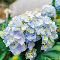Blue White Hydrangea Flower seeds for Planting Colorful Display Heirloom & GMO Free Seeds for Home Garden 
 
 Sale