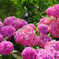 Pink Hydrangea Flowers in a Beautiful Garden