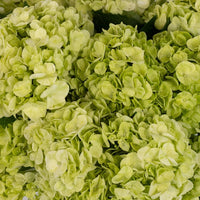 White Green Hydrangea Flower seeds for Planting - Premium Quality, Heirloom & GMO Free Seeds for Home Garden