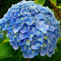 Hydrangea Flower seeds for Planting Compact Growth Heirloom & GMO Free Seeds for Home Garden