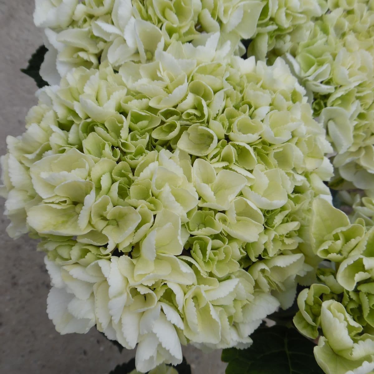 White Green Hydrangea Flower seeds for Planting - Premium Quality, Heirloom & GMO Free Seeds for Home Garden