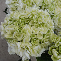 White Green Hydrangea Flower seeds for Planting - Premium Quality, Heirloom & GMO Free Seeds for Home Garden