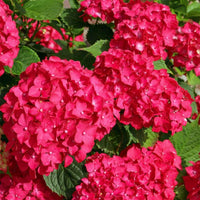 Red Baron Hydrangea Flower seeds for Planting - Premium Quality, Heirloom & GMO Free Seeds for Home Garden