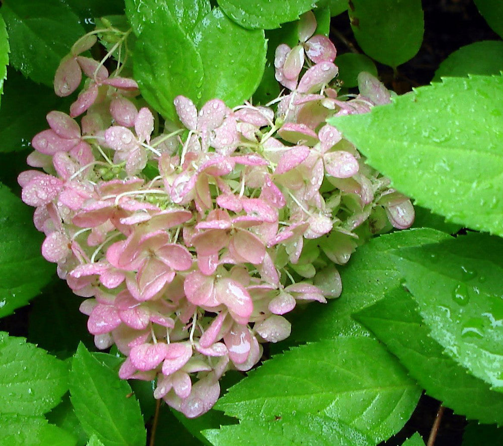 Hydrangea Paniculata Flower seeds for Planting - Low Maintenance, Heirloom & GMO Free Seeds for Home Garden