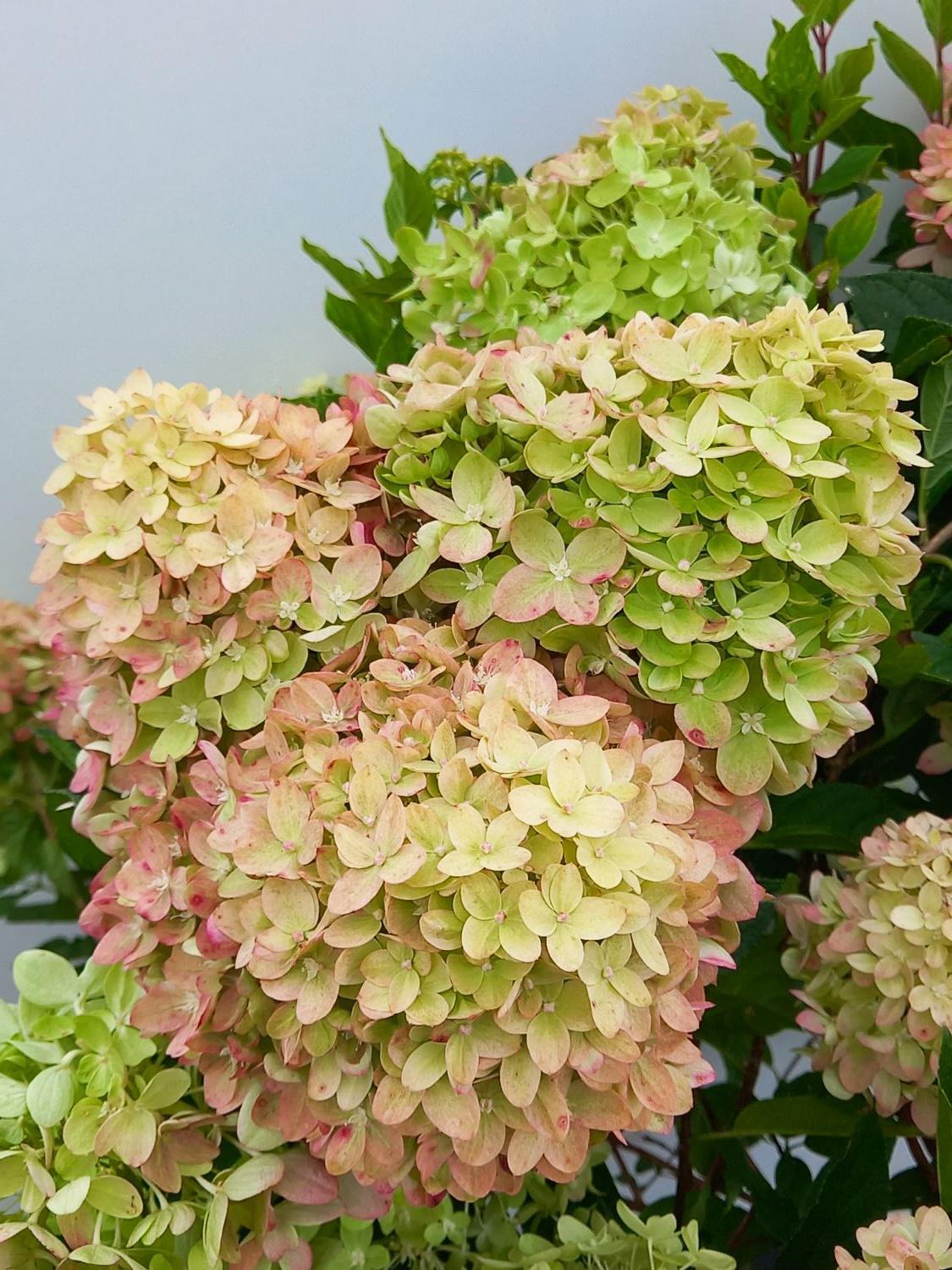 Green Pink Hydrangea Flower seeds for Planting - Hardy Variety, Heirloom & GMO Free Seeds for Home Garden