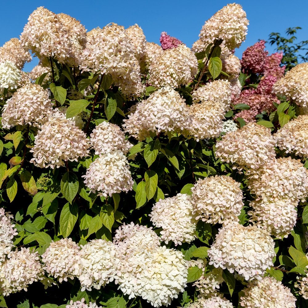 White Vanilla Fraise Flower seeds for Planting - Cottage Garden Essential, Heirloom & GMO Free Seeds for Home Garden