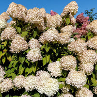 White Vanilla Fraise Flower seeds for Planting - Cottage Garden Essential, Heirloom & GMO Free Seeds for Home Garden