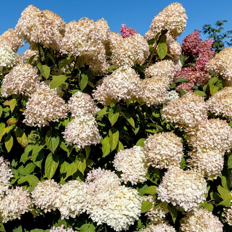 White Vanilla Fraise Flower seeds for Planting - Cottage Garden Essential, Heirloom & GMO Free Seeds for Home Garden
