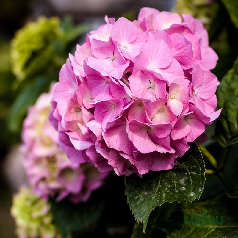 Hydrangea Flower seeds for Planting Bright Blooms Heirloom & GMO Free Seeds for Home Garden 
 
 Sale
