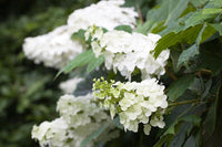 Mix Quercifolia Flower seeds for Planting - Premium Quality, Heirloom & GMO Free Seeds for Home Garden