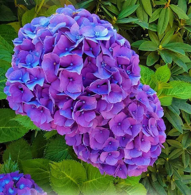 Purple Hydrangea Flower seeds for Planting - Low Maintenance, Heirloom & GMO Free Seeds for Home Garden