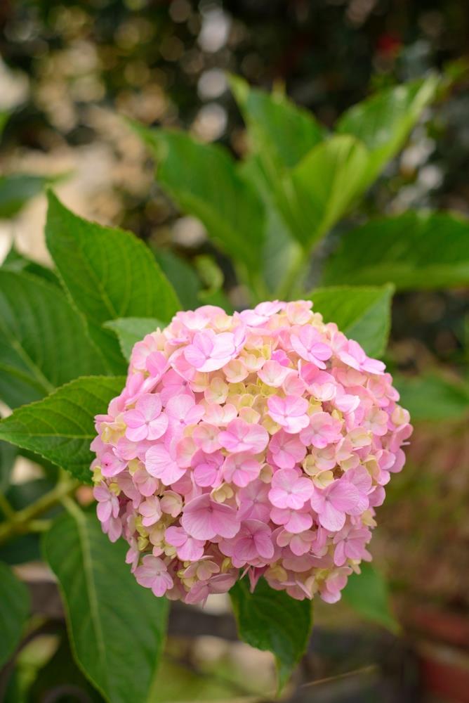 Pink Hydrangea Flower seeds for Planting - Low Maintenance, Heirloom & GMO Free Seeds for Home Garden