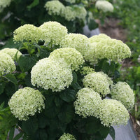 Invincibelle Limetta' Hydrangea Flower seeds for Planting - Cut Flower Favorite, Heirloom & GMO Free Seeds for Home Garden