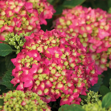 Yellow Pink Hydrangea Flower seeds for Planting - Drought Tolerant, Heirloom & GMO Free Seeds for Home Garden