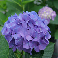 Hydrangea Flower seeds for Planting Cut Flower Favorite Heirloom & GMO Free Seeds for Home Garden