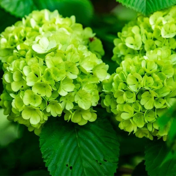 Light Green Hydrangea Flower seeds for Planting - Pollinator Friendly, Heirloom & GMO Free Seeds for Home Garden