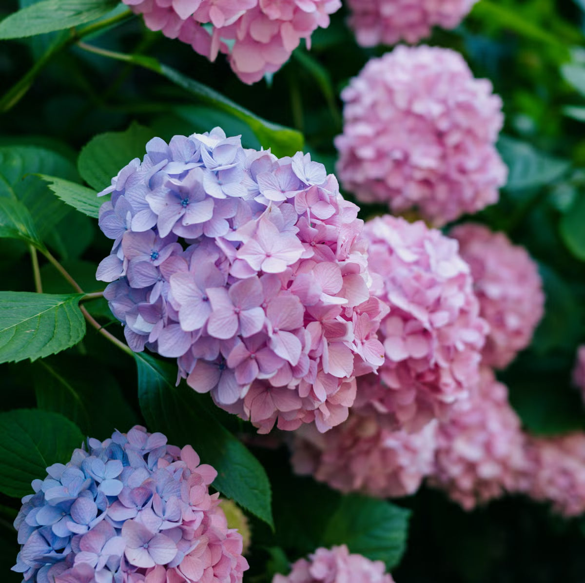 Mixed Hydrangea Flower seeds for Planting - Cottage Garden Essential, Heirloom & GMO Free Seeds for Home Garden